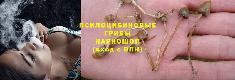 цены   Жуковский  Галлюциногенные грибы Psilocybine cubensis 